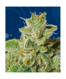 Cherry Moon Pie online comprar Cherry Moon Pie