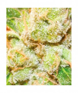 Cookies & Cream Cheese online comprar Cookies & Cream Cheese