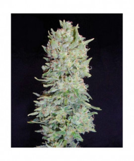 Hindu Cream online comprar Hindu Cream