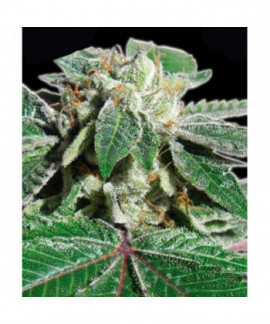 Buddha Kush Og online comprar Buddha Kush Og
