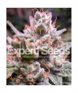 Expert Gorilla de Expert Seeds online comprar Expert Gorilla de Expert Seeds