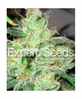 Gorilla Glue 4 x Cheese online comprar Gorilla Glue 4 x Cheese