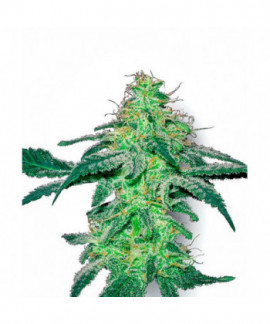 White Skunk online comprar White Skunk