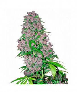 Purple Bud online comprar Purple Bud