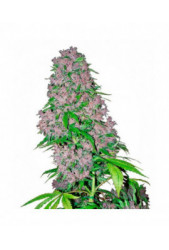 Purple Bud de Sensi White Label