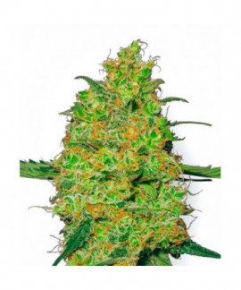 Master Kush online comprar Master Kush