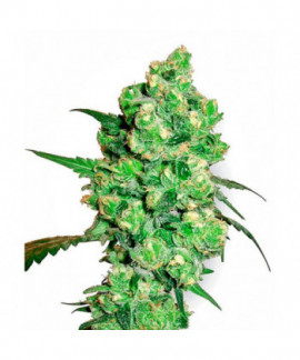 Super Skunk online comprar Super Skunk