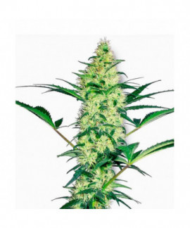 White Diesel online comprar White Diesel