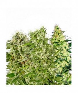 Female Mix online comprar Female Mix
