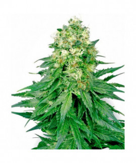 White Widow online comprar White Widow