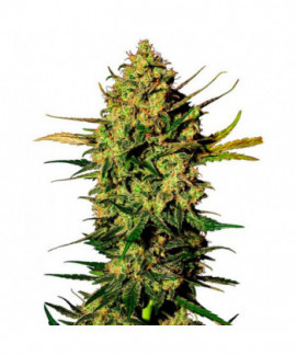 Master Kush online comprar Master Kush