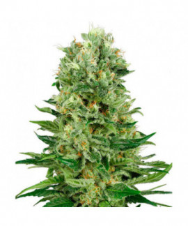 Skunk 1 online comprar Skunk 1