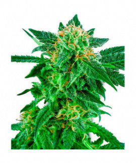 Snow Ryder online comprar Snow Ryder