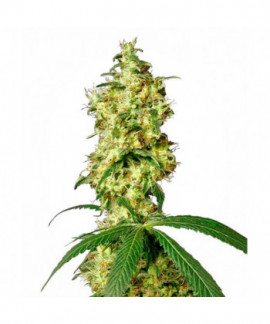 White Widow online comprar White Widow
