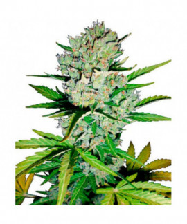 Super Skunk online comprar Super Skunk