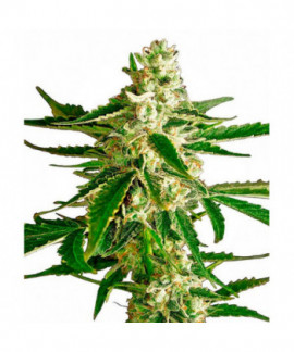 White Diesel Haze online comprar White Diesel Haze
