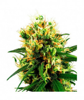 White Haze online comprar White Haze