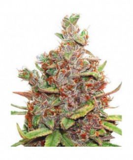 Auto Glueberry Og online comprar Auto Glueberry Og