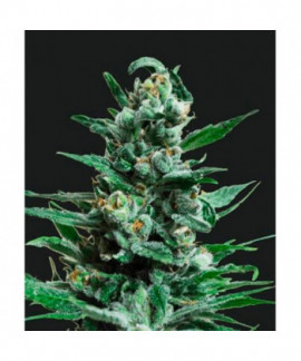 Moscow Blue Berry Auto