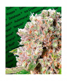 Mendocino Skunk online comprar Mendocino Skunk