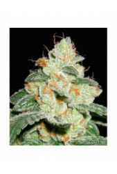 Good Wild Shark de Bulk Seed Bank