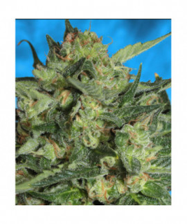 White Russian 1 Auto online comprar White Russian 1 Auto