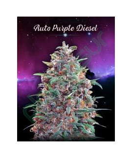 Auto Purple Diesel de Advanced Seeds