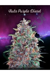 Auto Purple Diesel de Advanced Seeds