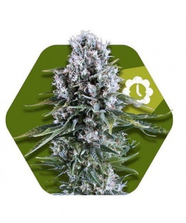 Northern Lights XL-Auto
