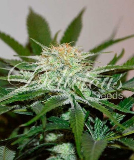 Descojack de Delicious Seeds