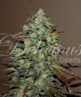 Eleven Roses de Delicious Seeds