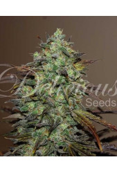 Eleven Roses de Delicious Seeds