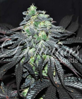 Golosa de Delicious Seeds