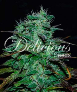 Chocobang de Delicious Seeds