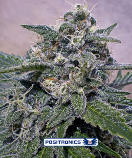 Super Cheese de Positronics
