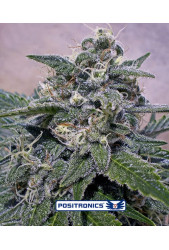 Super Cheese de Positronics