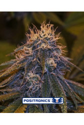 Critical 47 Express de Positronics