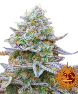 Gorilla Zkittlez online comprar Gorilla Zkittlez