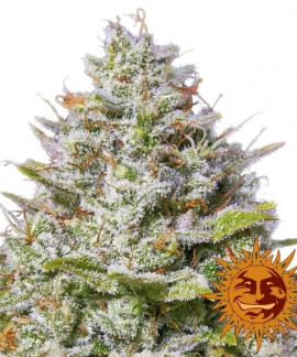 Blue Gelato 41 online comprar Blue Gelato 41