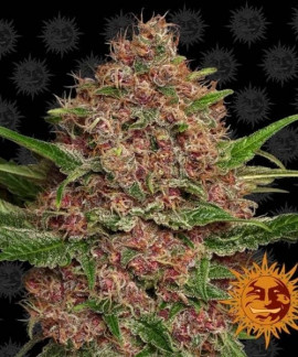 Purple Punch Auto de Barney´s Farm
