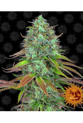 LSD Auto de Barney´s Farm