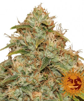 CBD Lemon Potion Auto online comprar CBD Lemon Potion Auto