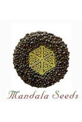 Semillas Mandala Seeds regulares ¡En todos nuestros catálogos!
