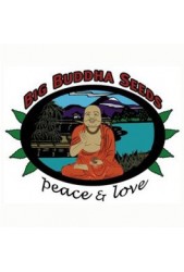 Semillas Big Buddha Seeds Feminizadas ® | Amplio catálogo ◁