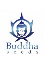 Comprar Semillas Buddha Seeds Feminizadas Baratas ®