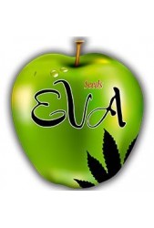Semillas de Marihuana Eva Seeds ® | Rápida Floración ✔