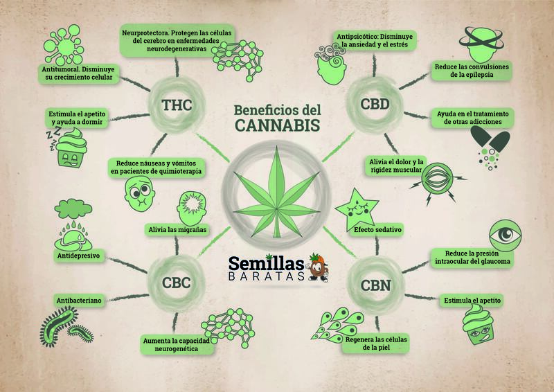 The Benefits Of Cannabis Sweet Infographics 5581