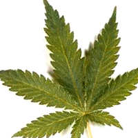 cualidades de las semillas de Bubble Gum alto contenido de thc en las semillas de Bubble Gum