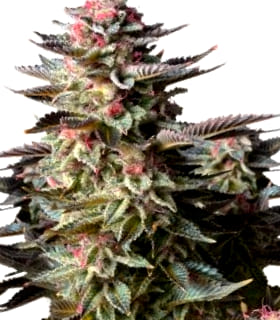 Características de las Semillas AK 47 Características de las Semillas de Cannabis AK 47