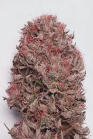 Características de las semillas recomendadas Características de las semillas de marihuana recomendadas